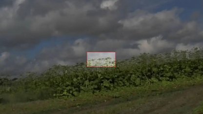 борщевик