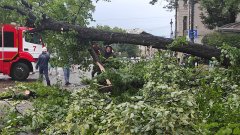 Упавшее дерево