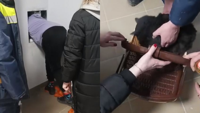 Падение кота
