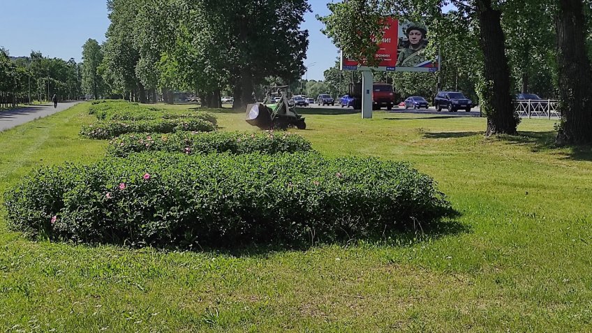 цветы