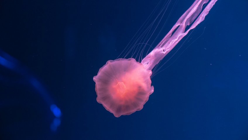 НАСА расстреляло астероид