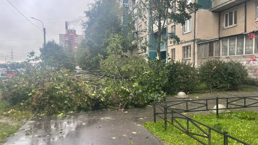 дерево