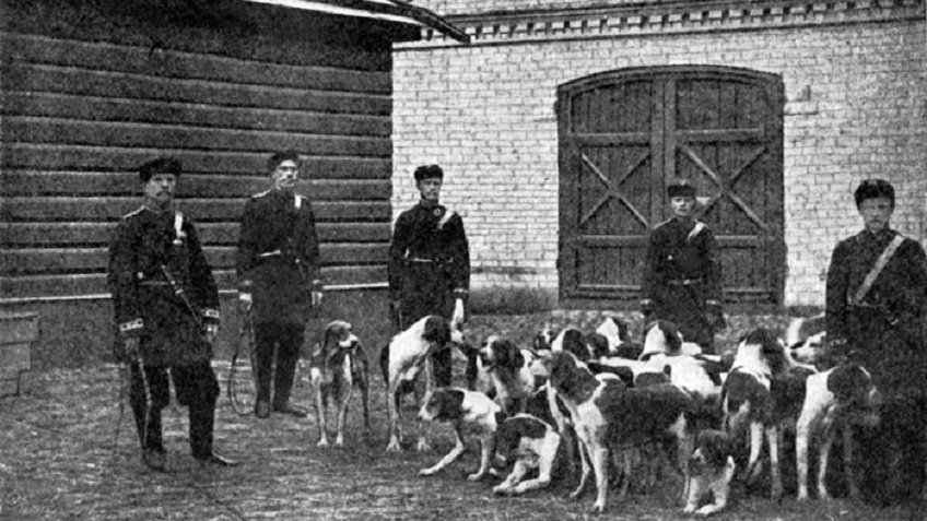 мустель