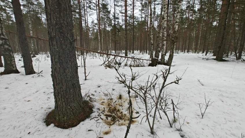 глухари