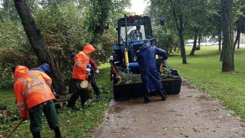 Уборка поваленных деревьев