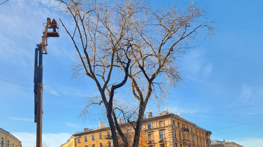 Тополь